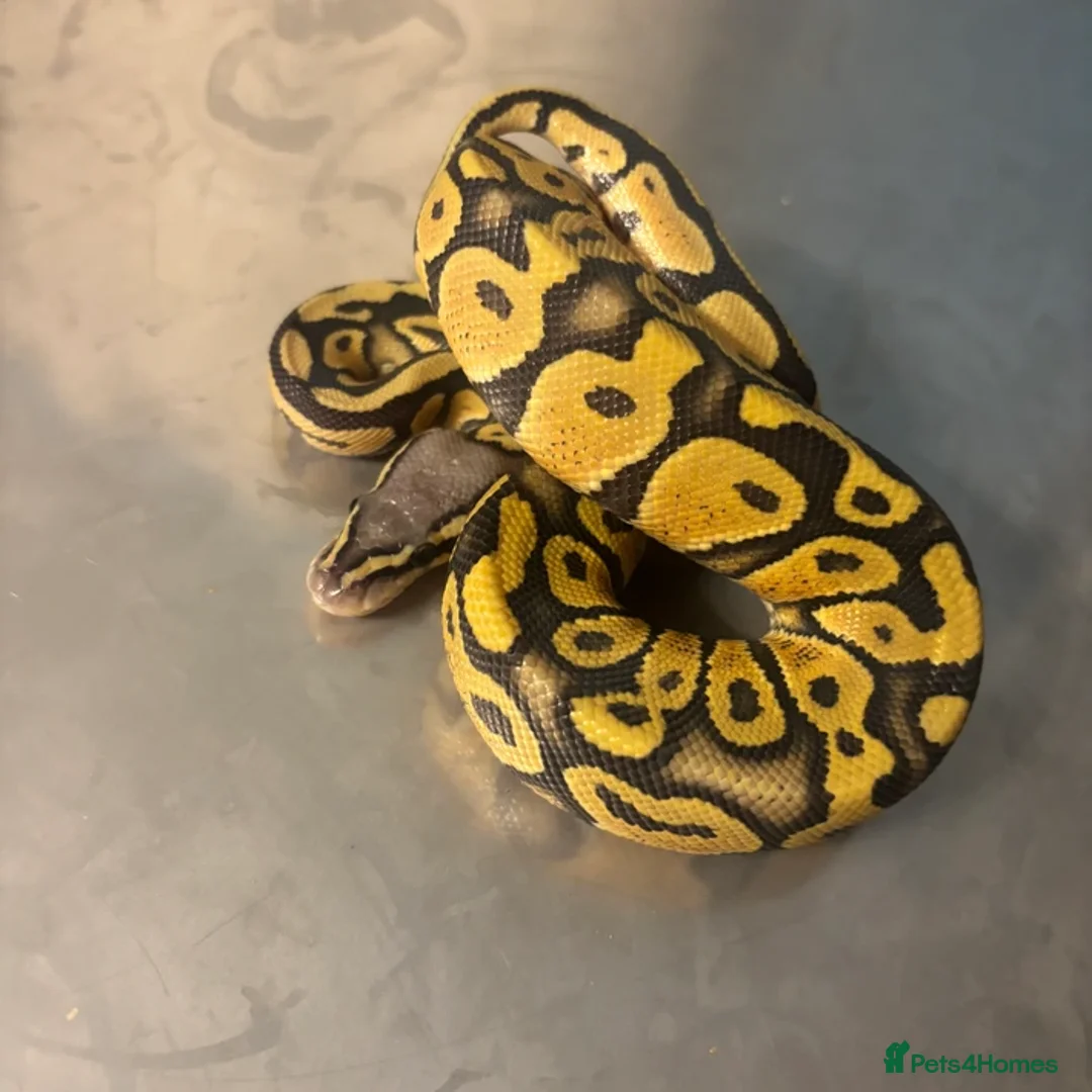 Python Snake reptiles for sale: Captive Bred Ball Pythons – Dundee - Advert 8