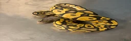 Python Snake reptiles for sale: Captive Bred Ball Pythons – Dundee - Advert 8
