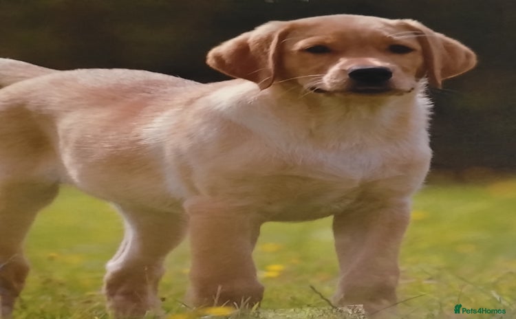 Labrador Retriever dogs 8 week old puppy ready to leave.  - Advert 1