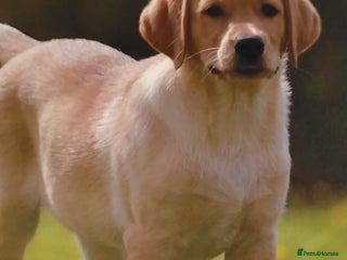 Labrador Retriever dogs 8 week old puppy ready to leave. - Advert 1