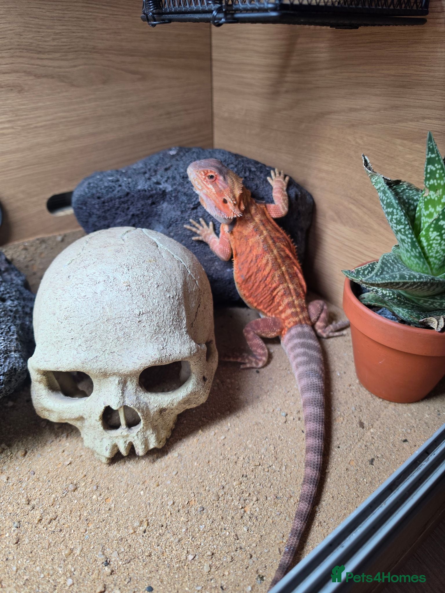Bearded Dragon reptiles Bearded Dragon  - Advert 1