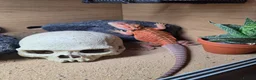 Bearded Dragon reptiles for sale: Bearded Dragon  in Bridgnorth - Advert 1