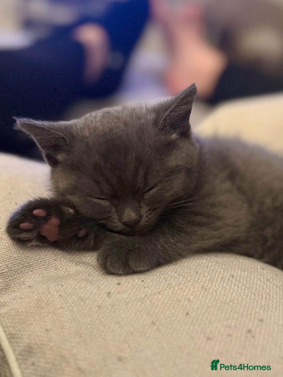 British Shorthair cats for sale: BSH Cross (3/4) Kittens - Advert 2