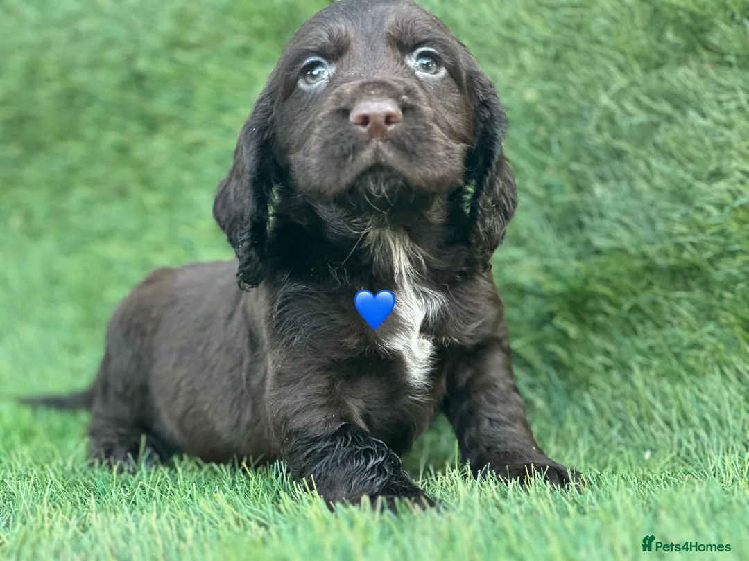 Cocker Spaniel dogs for sale: Beautiful Cocker Spaniel Puppies - Advert 2