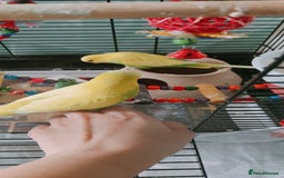 Budgerigars birds for sale: Budgies  - Image 4