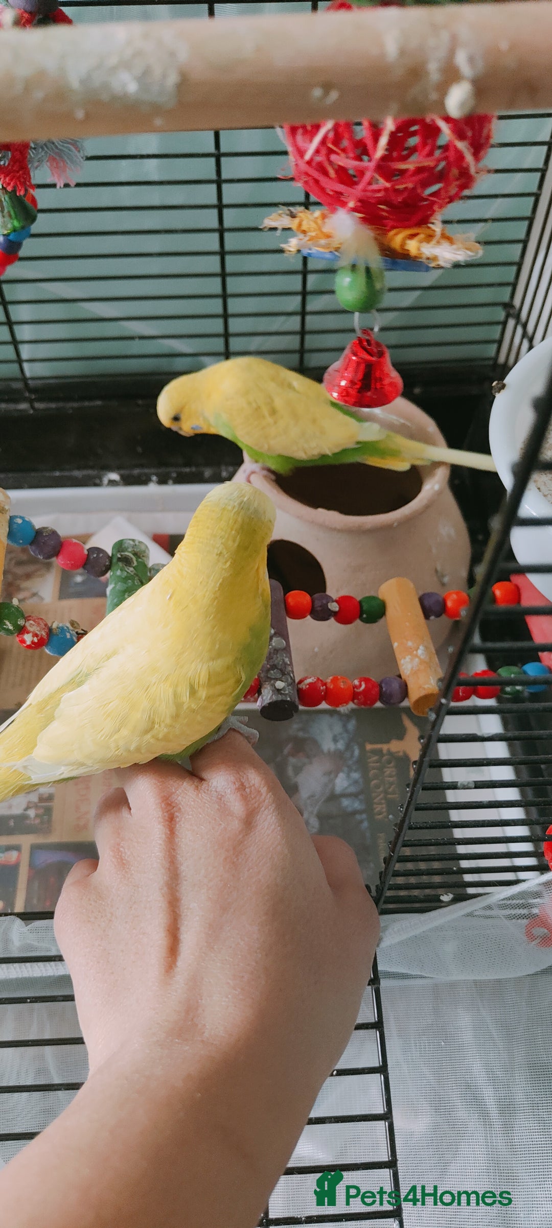 Budgerigars birds for sale: Budgies  - Image 4