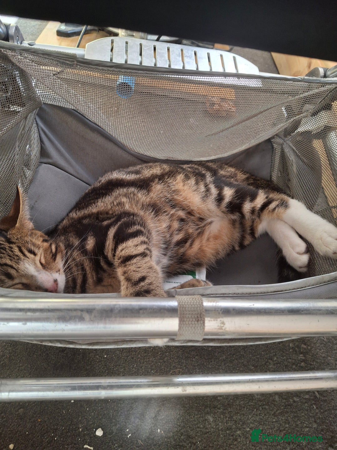 Mixed Breed cats for sale: Male tabby - Image 1