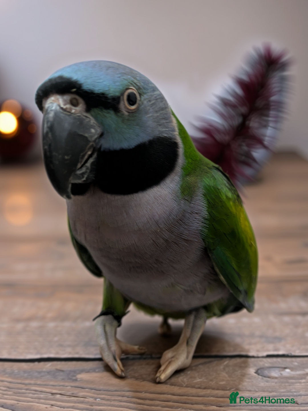 Parakeets birds for sale: Chinese Parakeet Derbyan Parakeet friendly - Advert 18