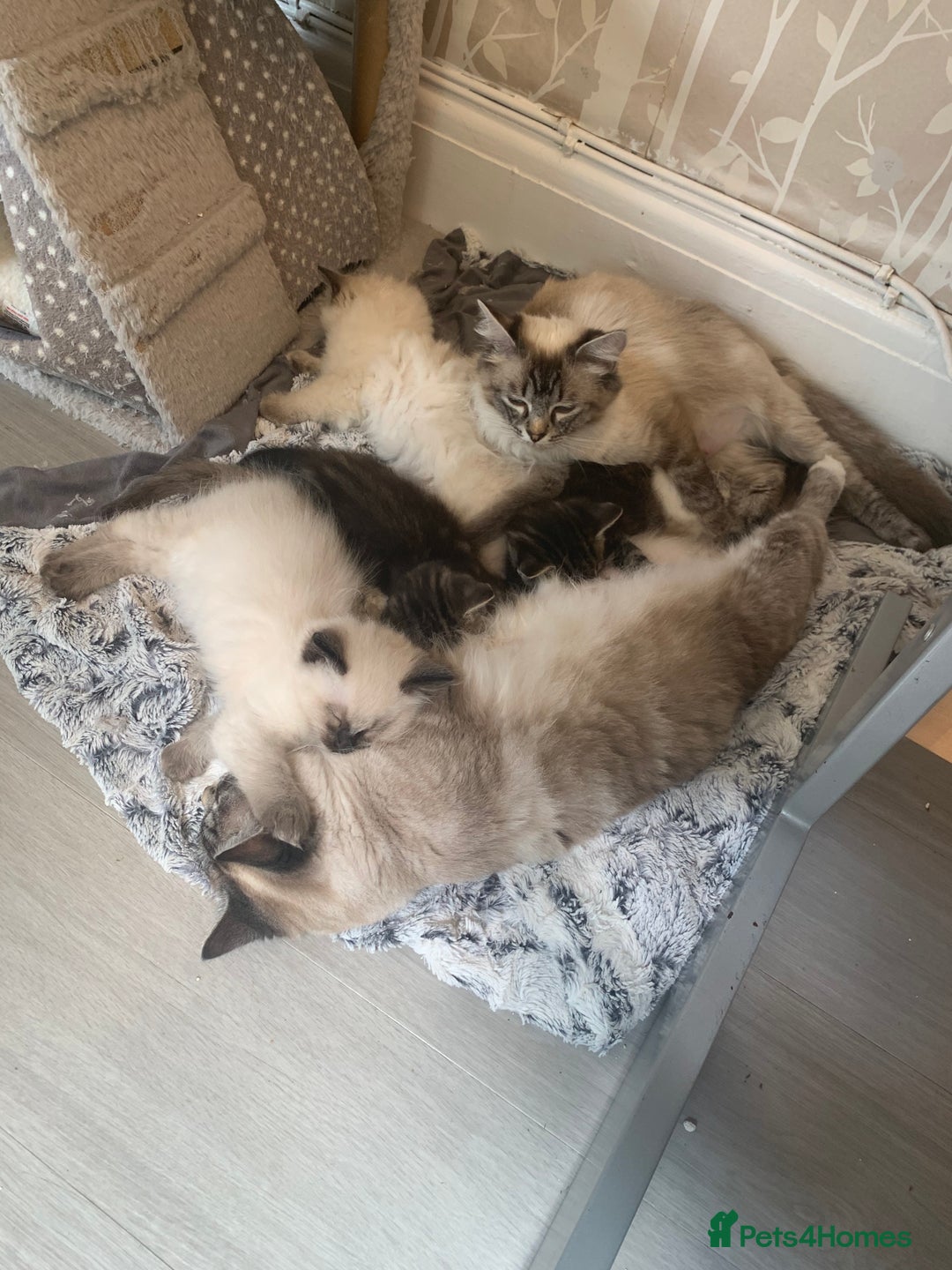 Ragdoll cats for sale: Beautiful Ragdoll boy - Image 5