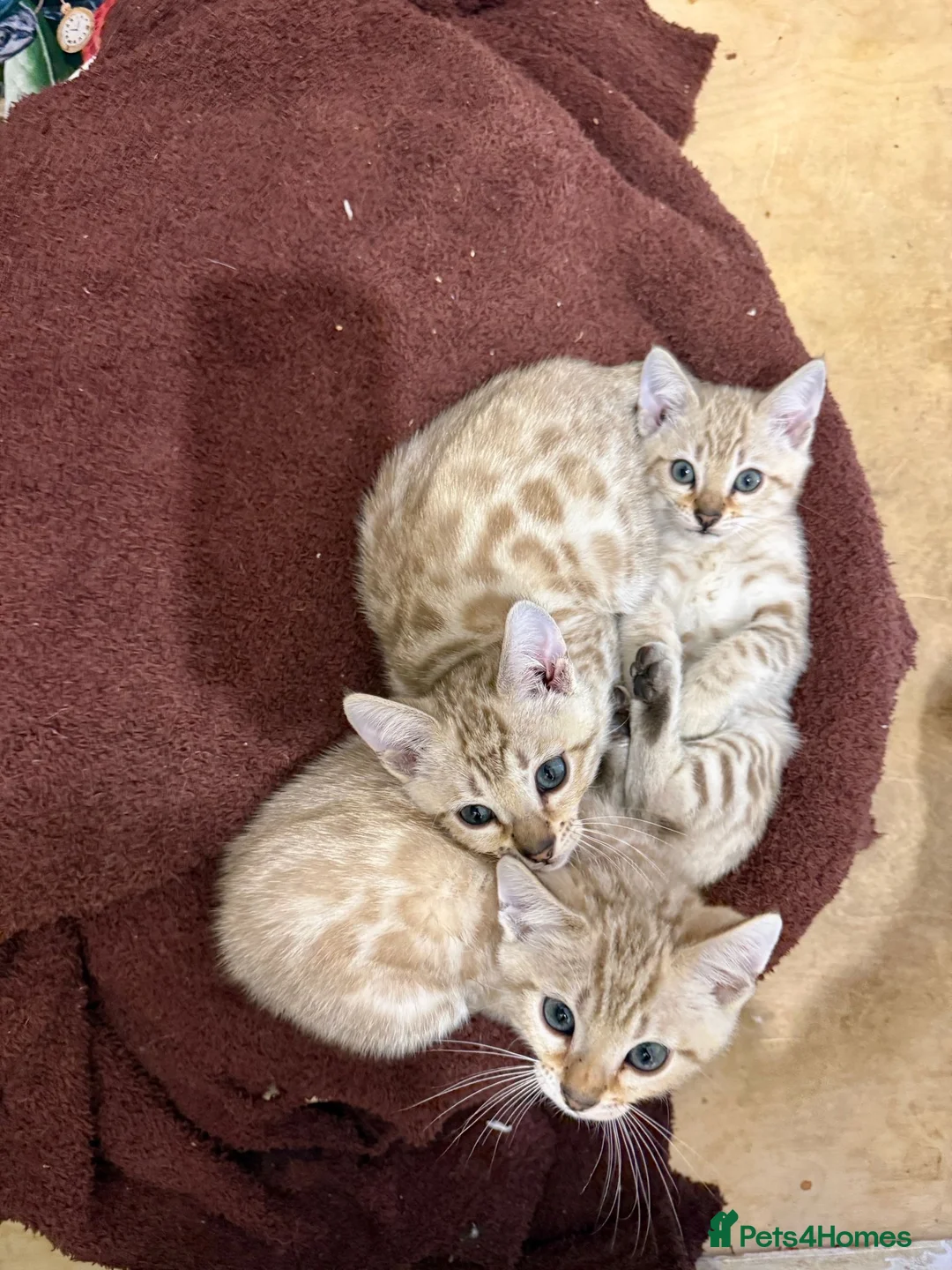 Bengal cats for sale: TICA Registered Bengals - Advert 16