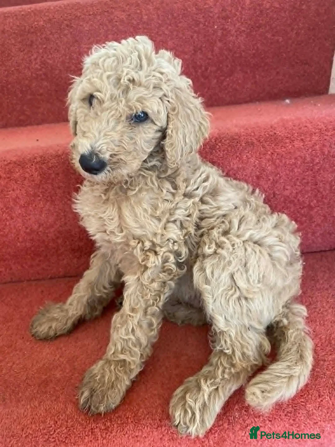 Standard Poodle dogs for sale: wonderful poodle puppies - Advert 25