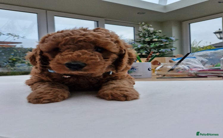 Miniature Poodle dogs - Advert 1