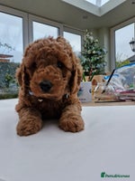 Miniature Poodle dogs - Advert 4