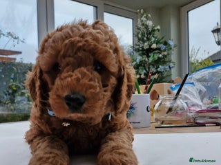 Miniature Poodle dogs - Advert 2