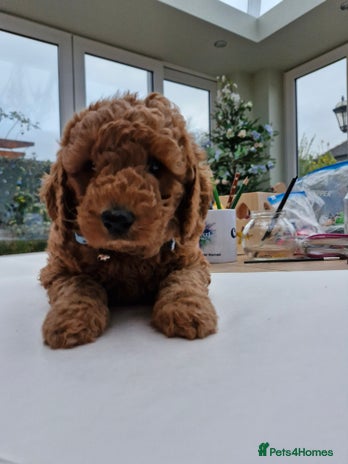 Miniature Poodle dogs - Advert 1