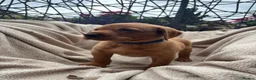 Labrador Retriever dogs for sale: Fox Red Labrador Puppy’s for Sale - Advert 11