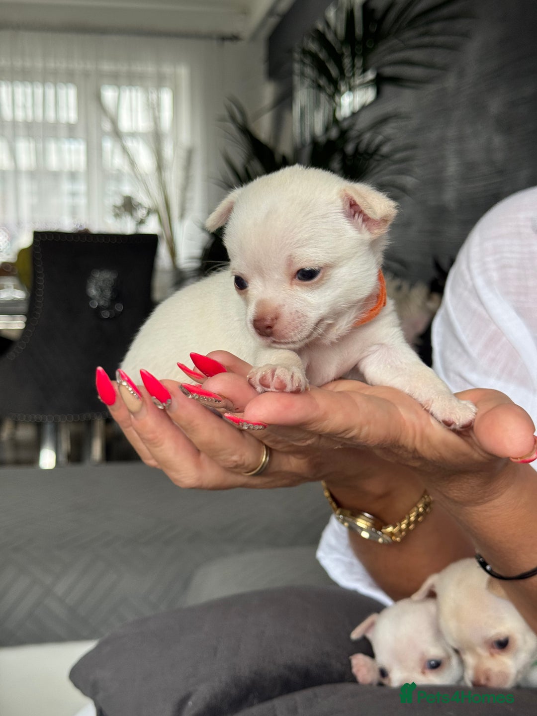 Chihuahua dogs for sale: 🐶 tiny chihuahua pups - Image 5