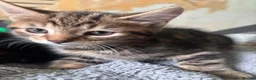 Mixed Breed cats for sale: 3 kittens  - Advert 14