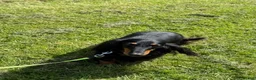 Miniature Dachshund dogs for sale: Lovely 6y old spayed girl - Advert 9