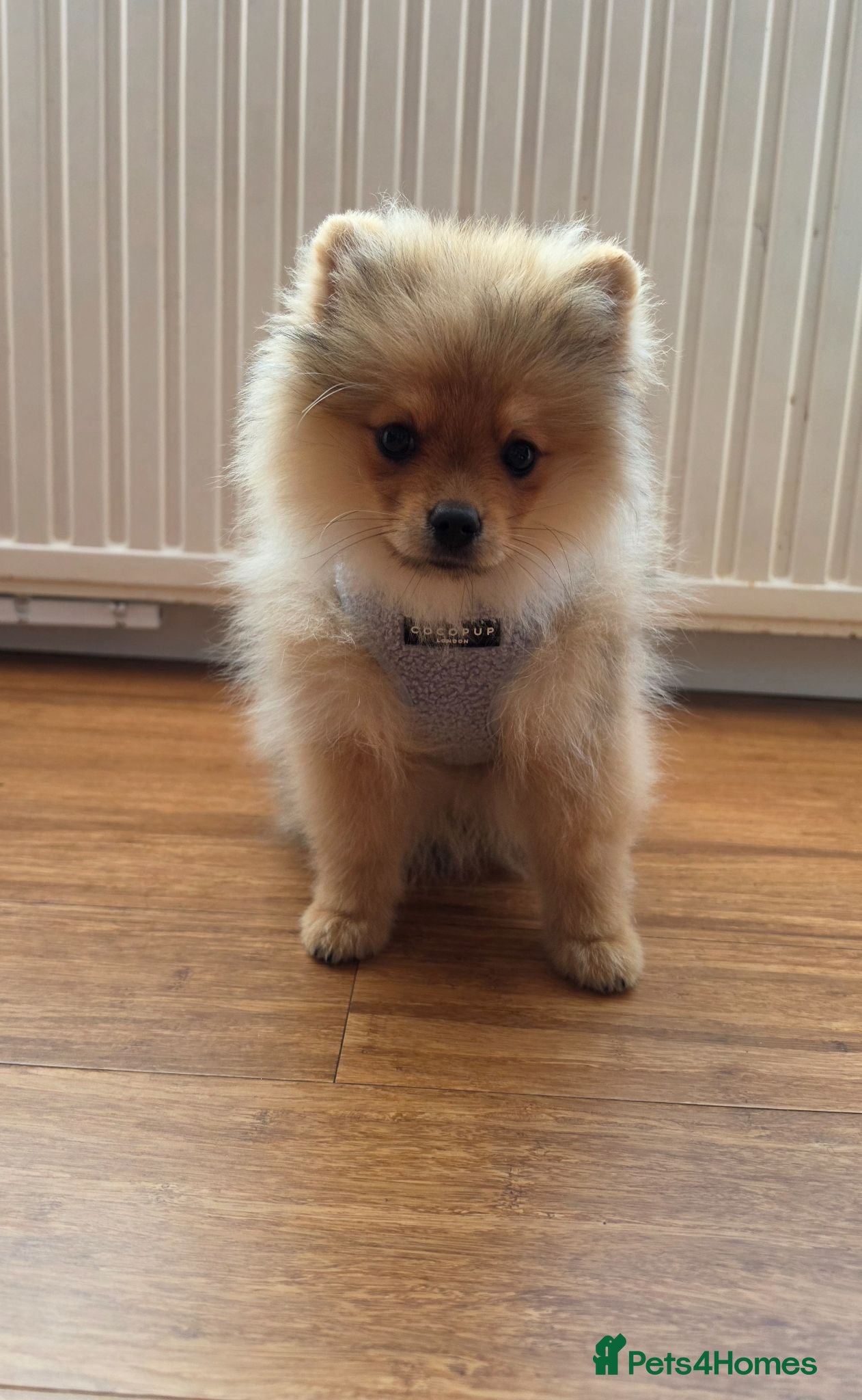 Pomeranian dogs Pomeranian puppies rare colour - Advert 2