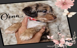 Cockapoo dogs for sale: Chunky health tested stunning English cockerpoos. - Image 10