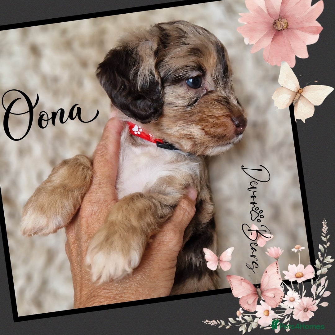 Cockapoo dogs for sale: Chunky health tested stunning English cockerpoos. - Image 10