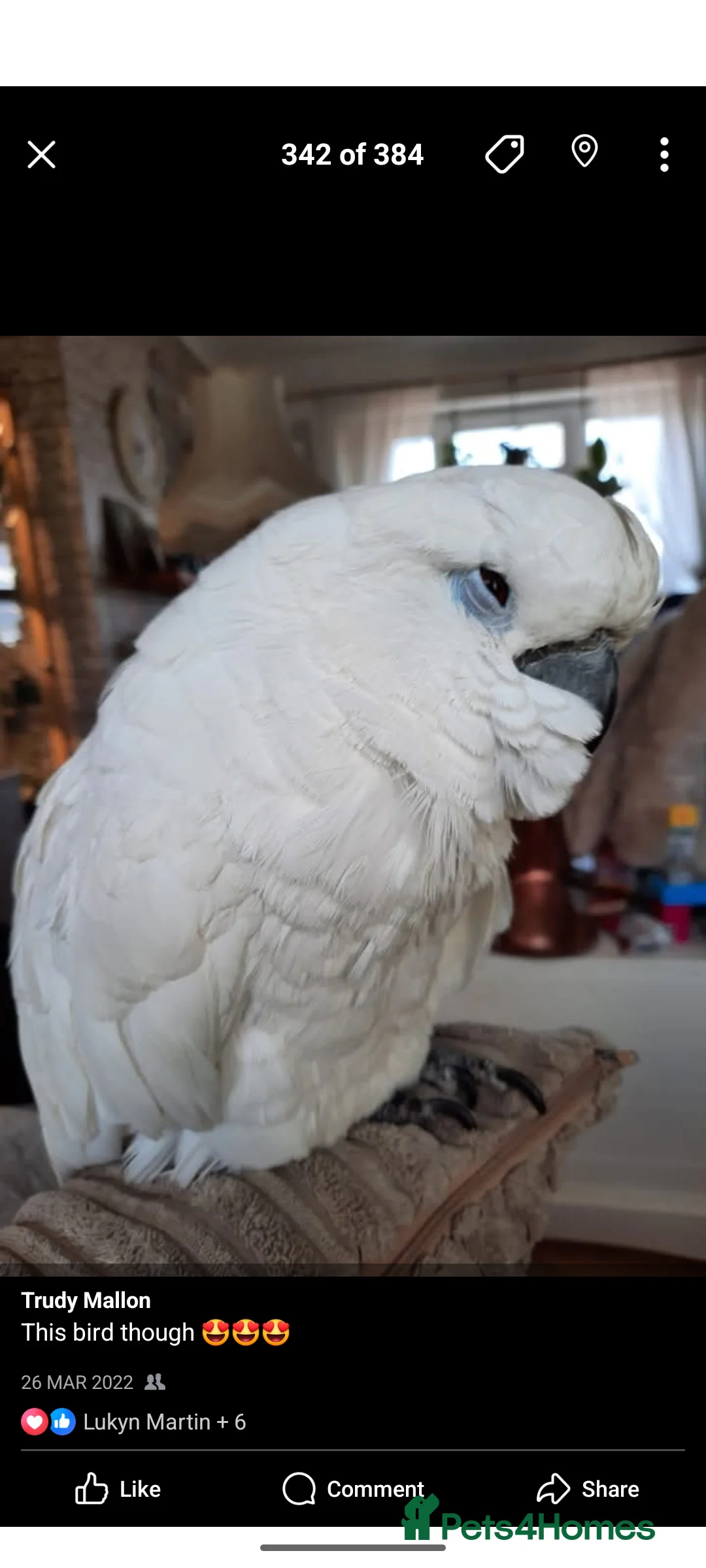 Cockatoo birds for sale: 14yo female umbrella cockatoo - Advert 5