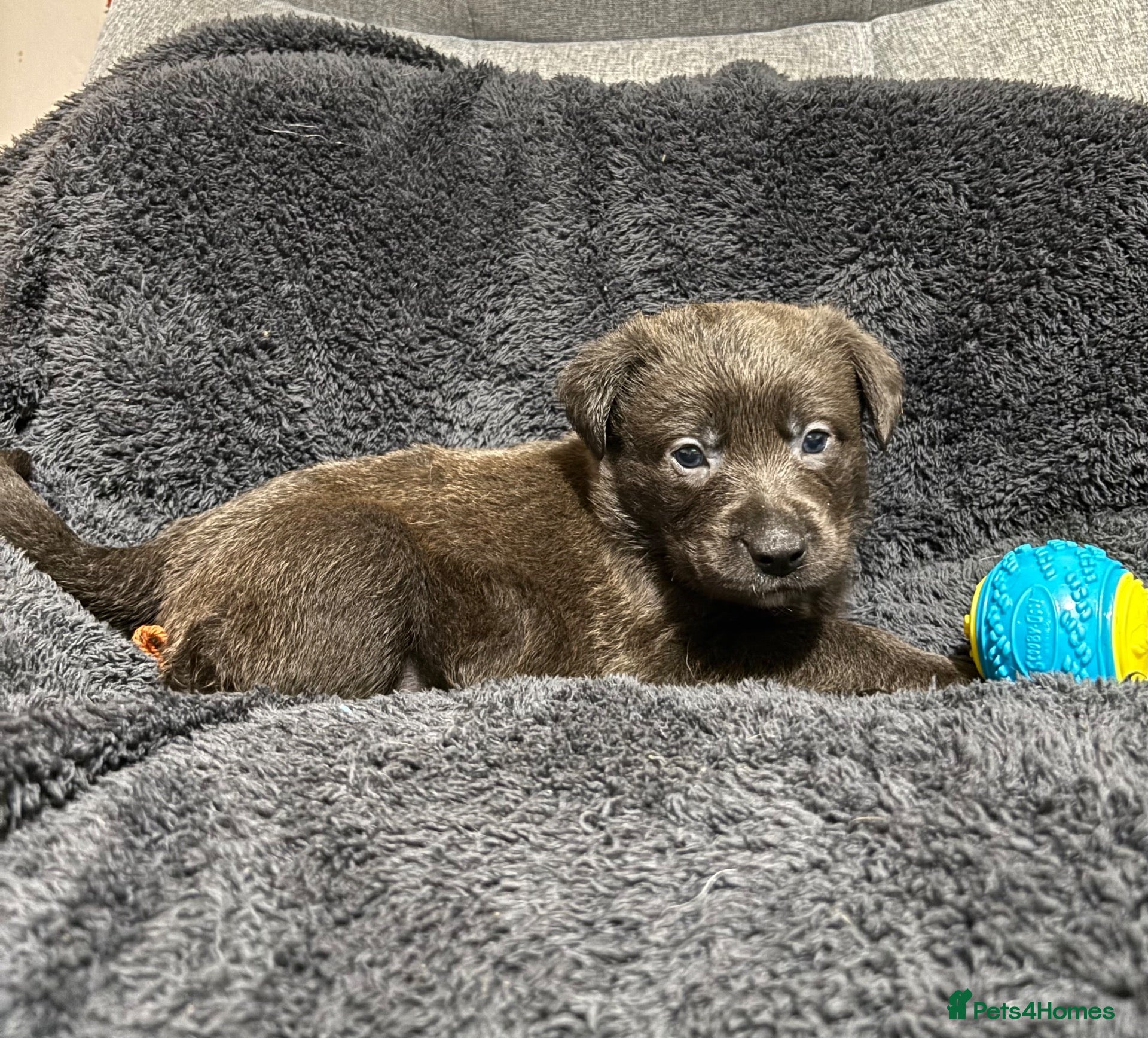Mixed Breed dogs for sale: 🫐 ONE CHARCOAL BOY LEFT ‼️ £650 - Advert 2