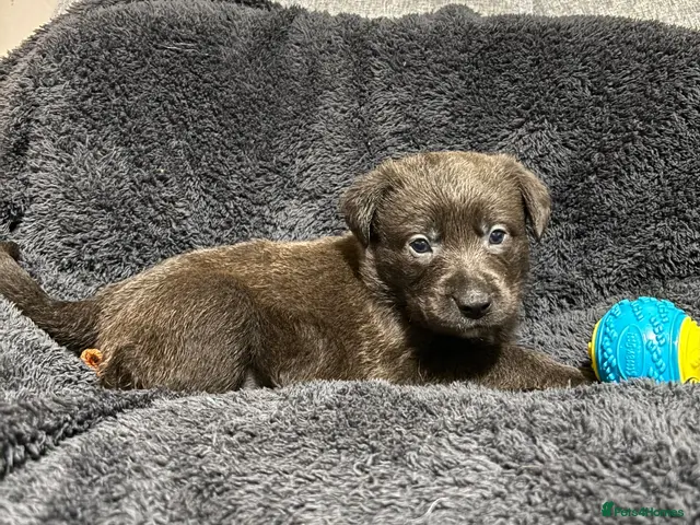 Mixed Breed dogs for sale: 🫐 ONE CHARCOAL BOY LEFT ‼️ £650 - Advert 2