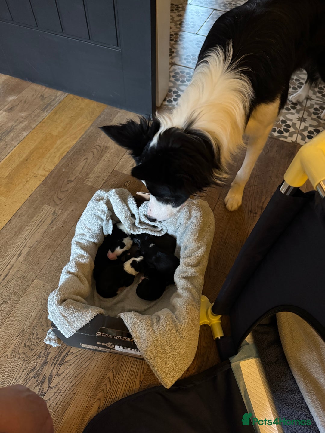 Bordoodle dogs for sale: 🐾 Beautiful Bordoodle Puppies Available 🐾 - Advert 6