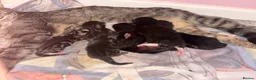 Mixed Breed cats for sale: Litter of 7 kittens  - Advert 14