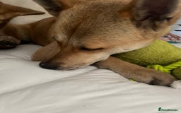 Akita dogs for sale: 3 year old female Akita  - Image 4
