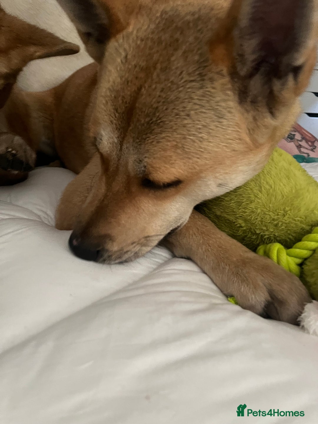 Akita dogs for sale: 3 year old female Akita  - Image 4