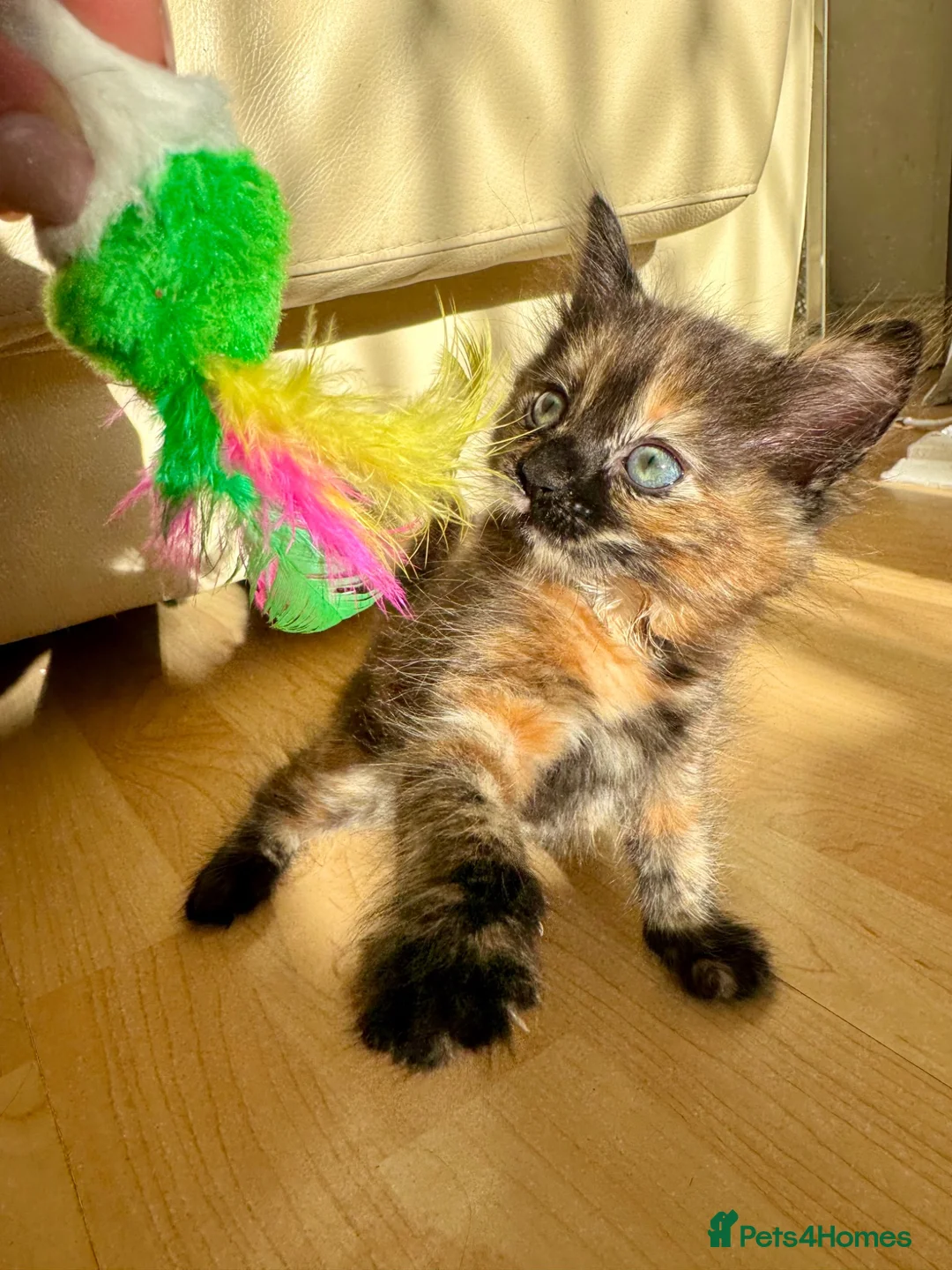 Mixed Breed cats for sale: 4 Fluffy kittens are ready to go  - Advert 1