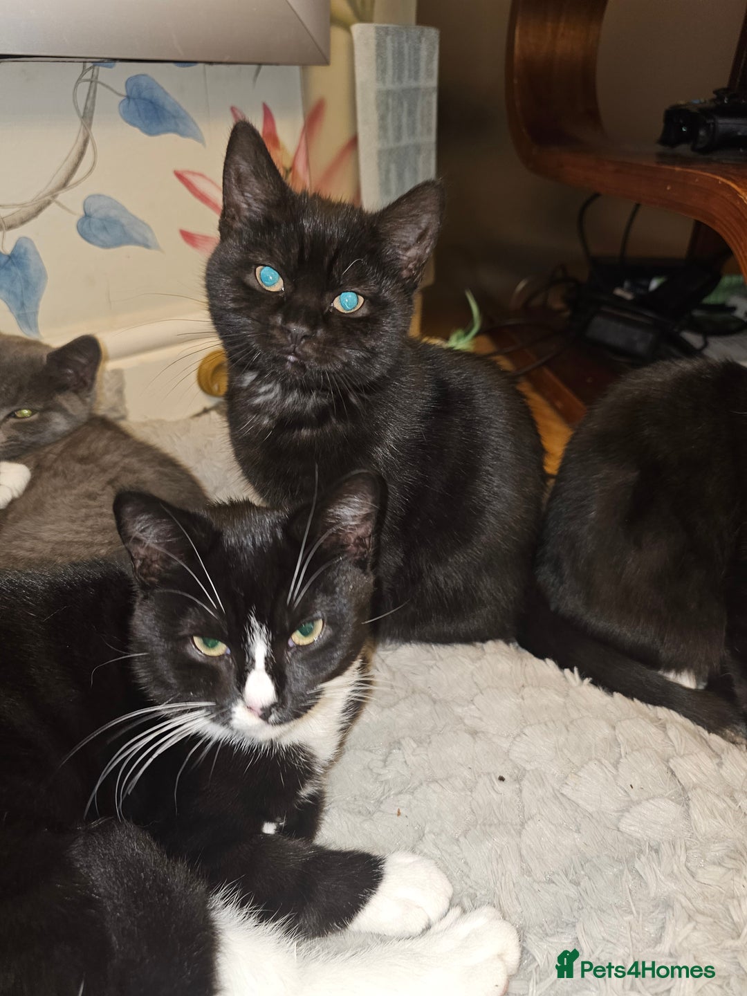 British Shorthair cats for sale: British shorthair cross DSH - Advert 10