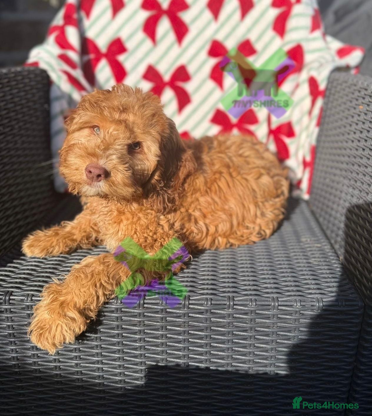 Cockapoo dogs F1 mini cockapoo boy 30 dna health tested clear  - Advert 1