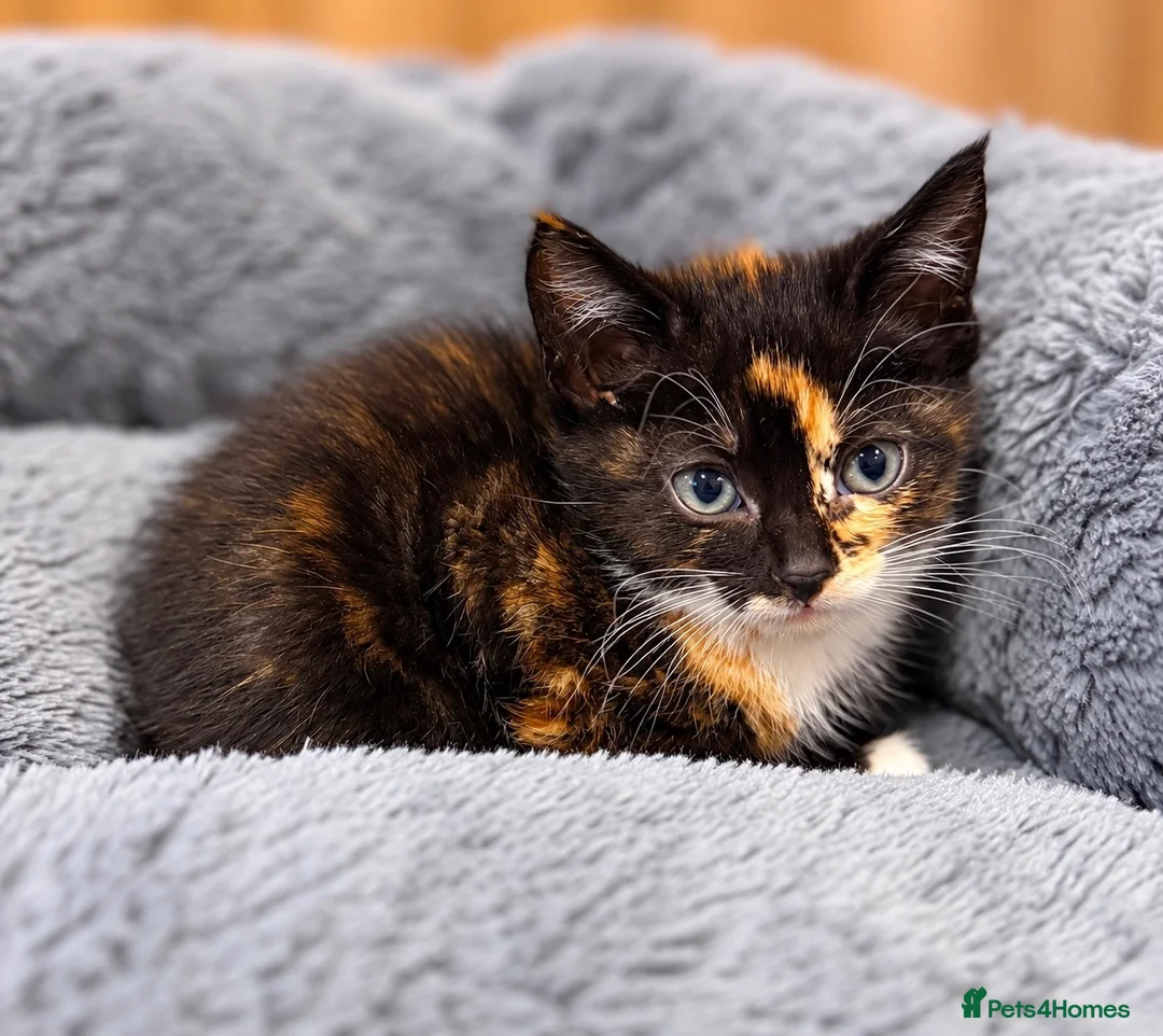 Domestic Shorthair cats for sale: Beautiful kittens  - Advert 2