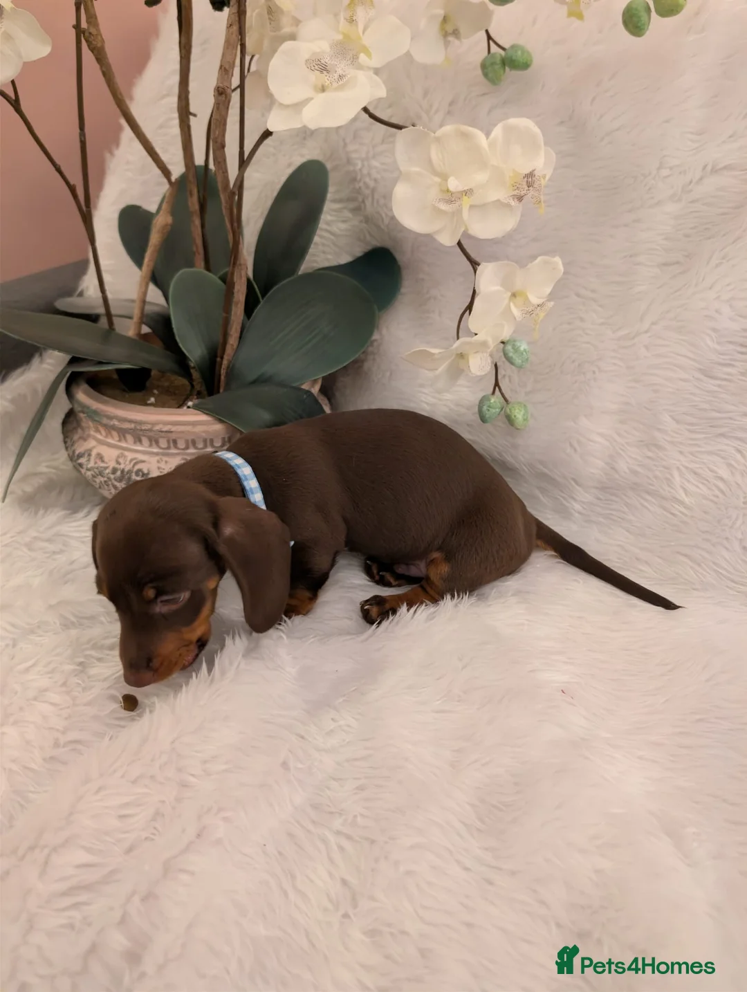 Miniature Dachshund dogs for sale: Miniature Dachshund Ready Now - Advert 16