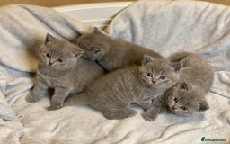 British Shorthair cats for sale: ✨British Shorthair Kittens looking for new family✨ - Advert 18