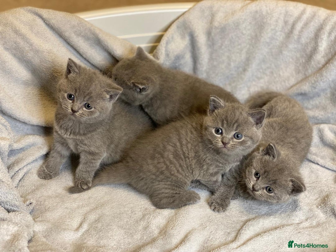British Shorthair cats for sale: ✨British Shorthair Kittens looking for new family✨ - Advert 18