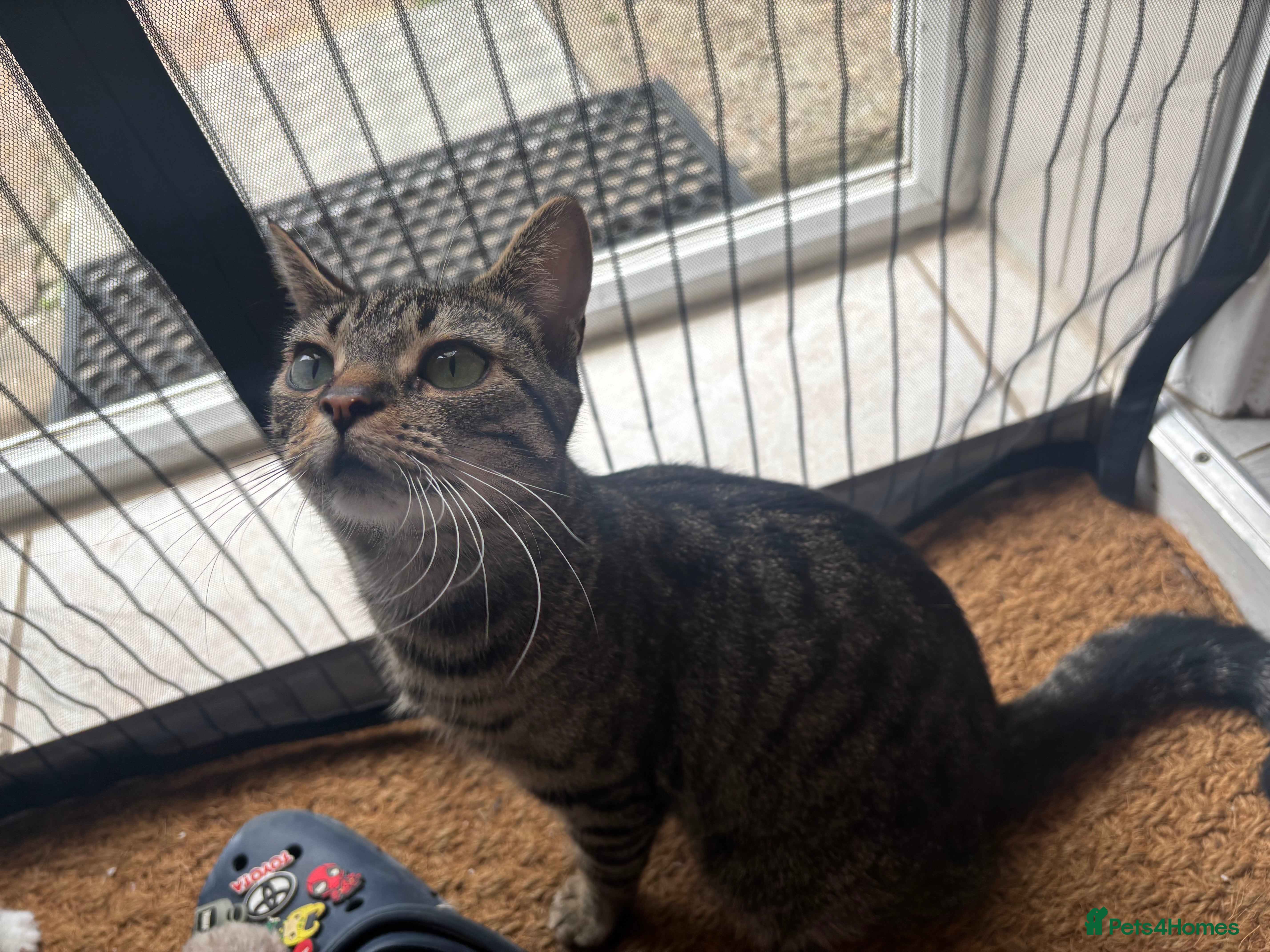 Mixed Breed cats Little black male - Advert 12