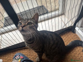 Mixed Breed cats Little black male - Advert 9