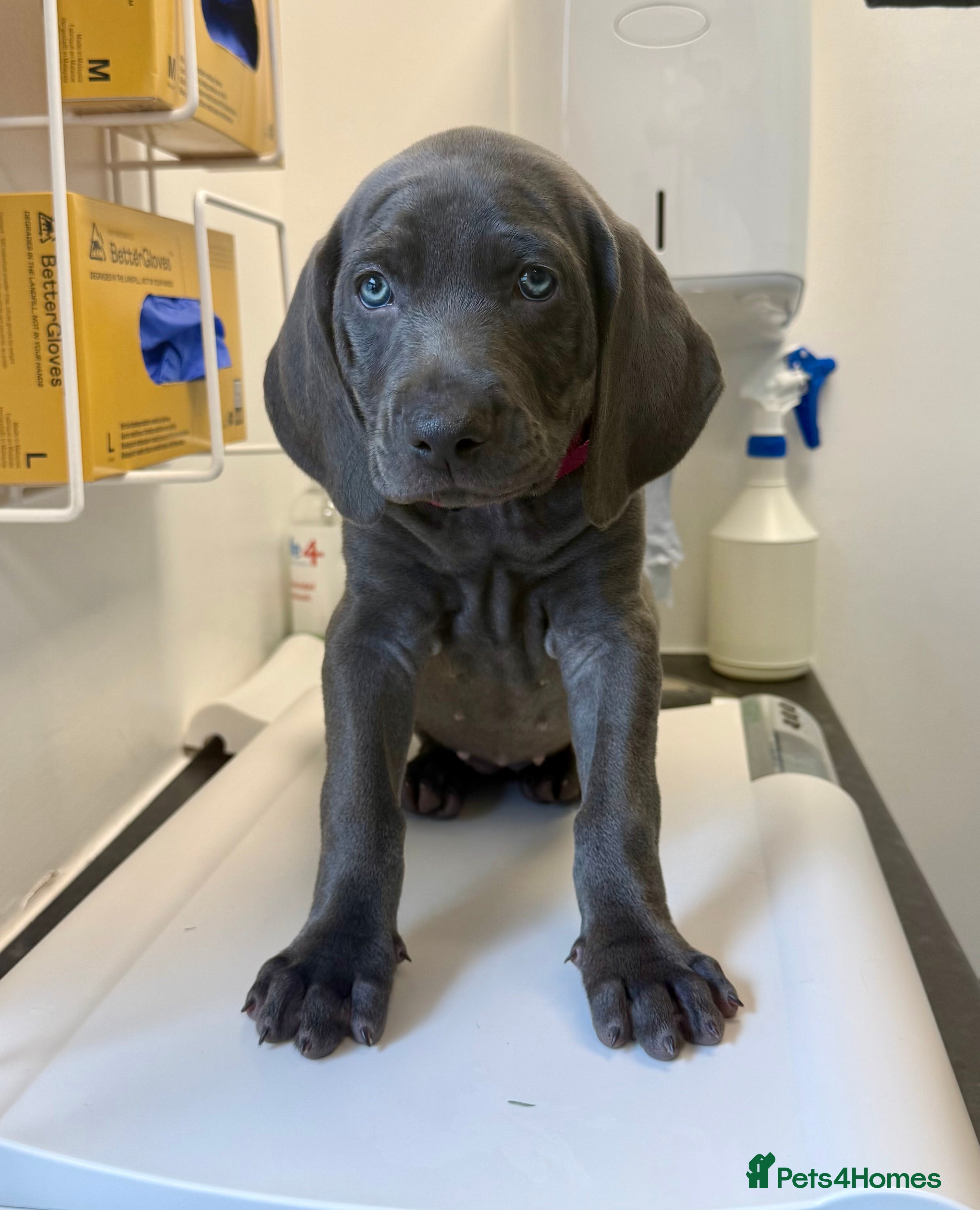 Weimaraner dogs KC Reg Weimaraner Puppies Silver & Blue - Advert 2