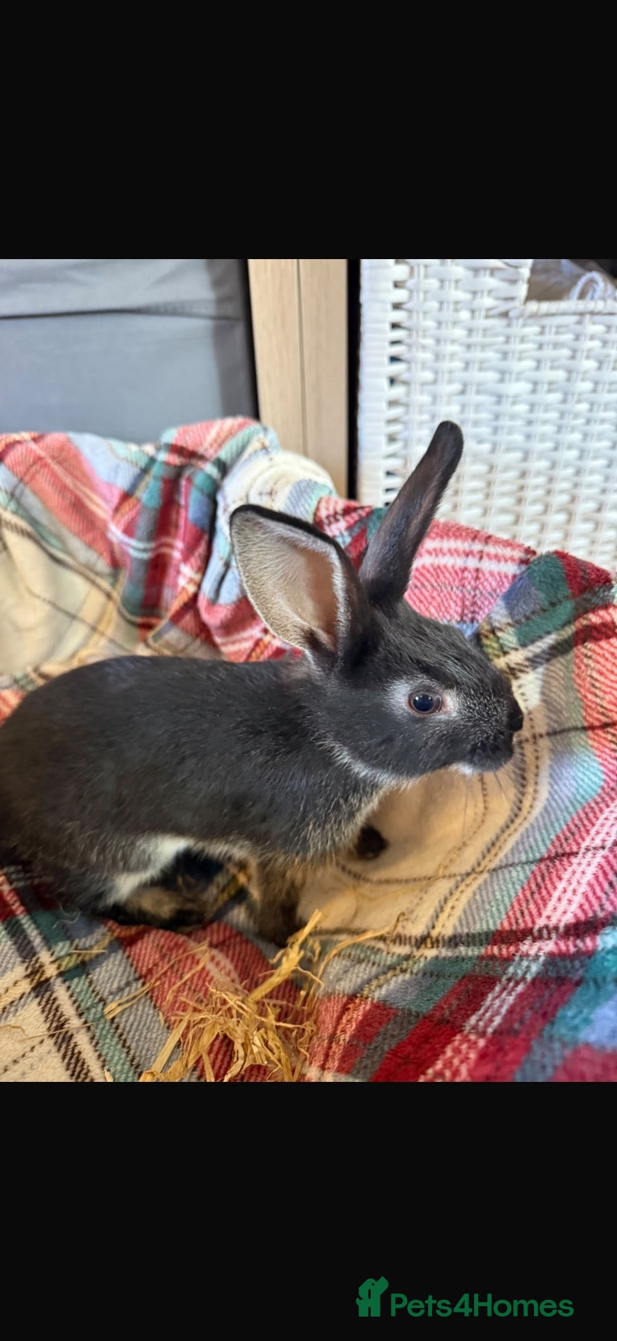 Mixed Breed rabbits 2 boy rabbits  - Advert 15