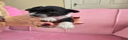 Chinese Crested dogs for sale: ✨🐾 EXQUISITE & RARE CHINESE CRESTED PUPPIES 🐾✨ - Advert 27