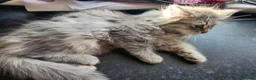 Mixed Breed cats for sale: Super fluffy ragdoll kittens. Cuddly teddy bears - Advert 32