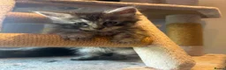 Maine Coon cats for sale: Stunning Mainecoon Kittens - Advert 2