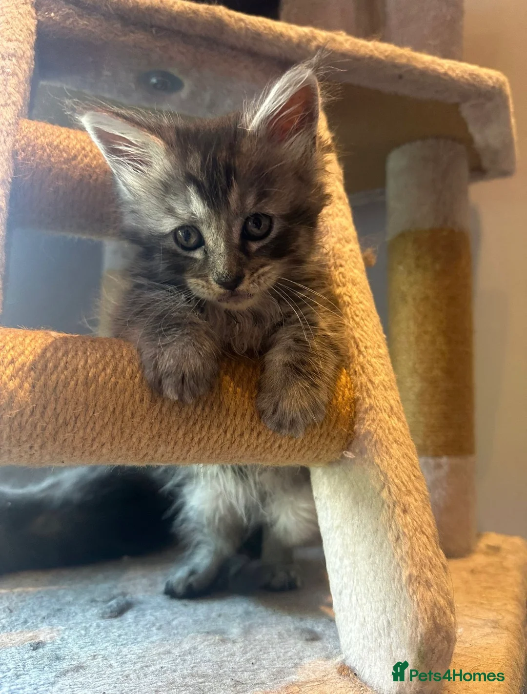 Maine Coon cats for sale: Stunning Mainecoon Kittens - Advert 2
