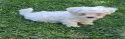 Bichon Frise dogs for sale: Bichon mini toy  in Harrow - Advert 4