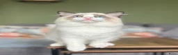 Ragdoll cats for sale: Cute chunky purring ragdoll girls - Advert 11